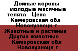 Дойные коровы, молодые месячные телята › Цена ­ 50 000 - Кемеровская обл., Новокузнецк г. Животные и растения » Другие животные   . Кемеровская обл.,Новокузнецк г.